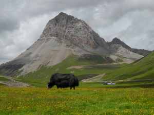 Is this a degraded landscape requiring exclusion of customary livestock production?