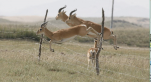 chiru-leaping