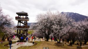 Nyingtri scenic spot tower built for iconic pix of peach blossom